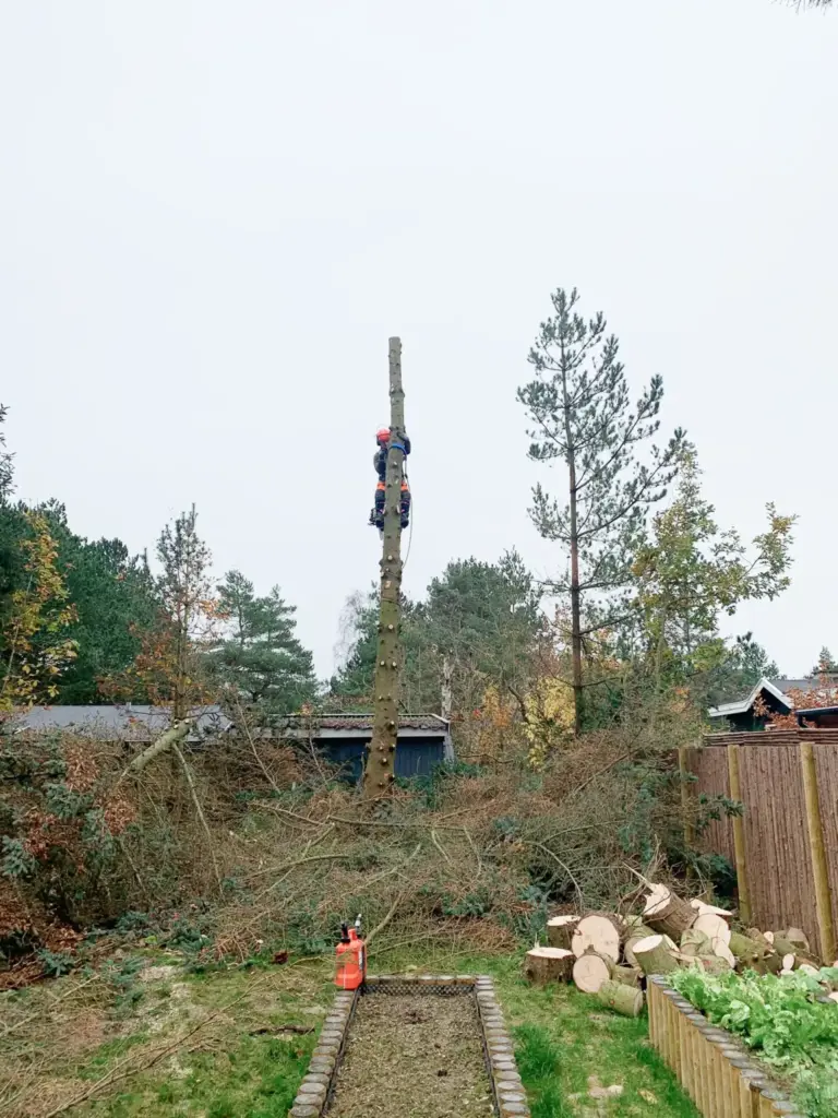 Sektionsfældning af højt træ – arborist fjerner toppen i privat have