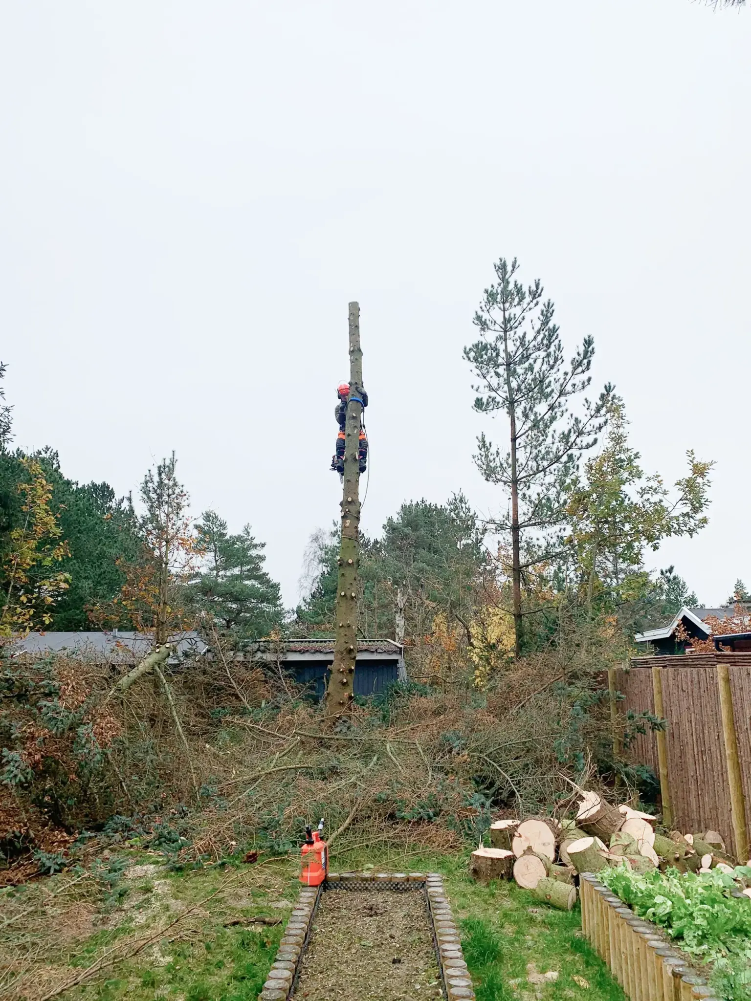 Sektionsfældning af højt træ – arborist fjerner toppen i privat have