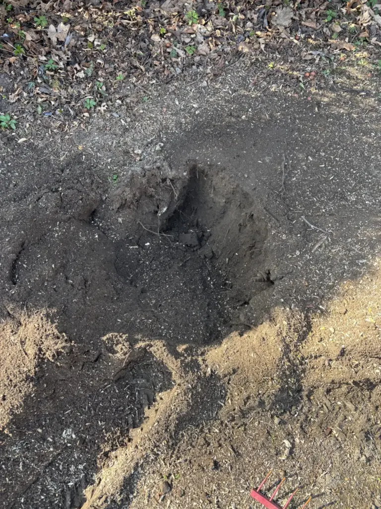 Fjernelse af stortræ stub med stubfræsning i Espergærde 3060