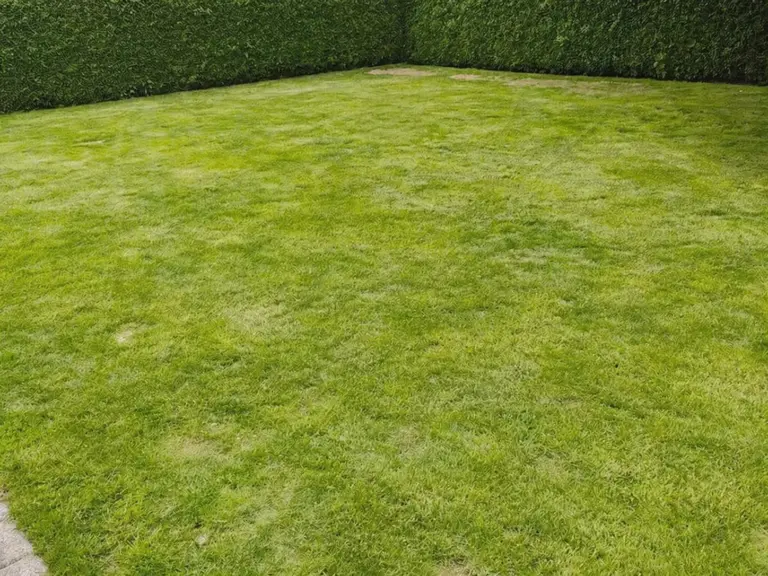 Viser en plæne med udført Topdressing i Nordsjælland