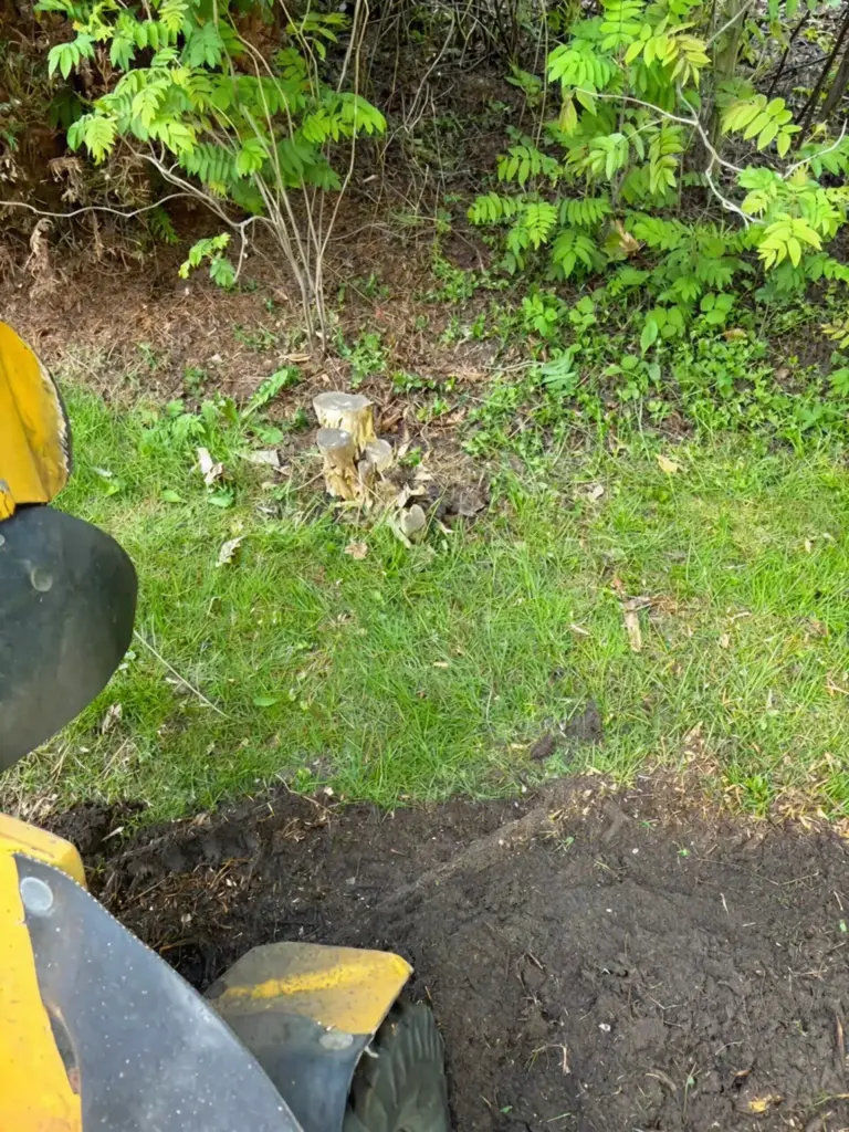 **Rodfræsning projekt for kunde i Dronningmølle, hvor mindre træstubbe og rødder fjernes tæt på bevoksning og græsplæne med professionelt udstyr for at gøre området klar til ny haveindretning.**