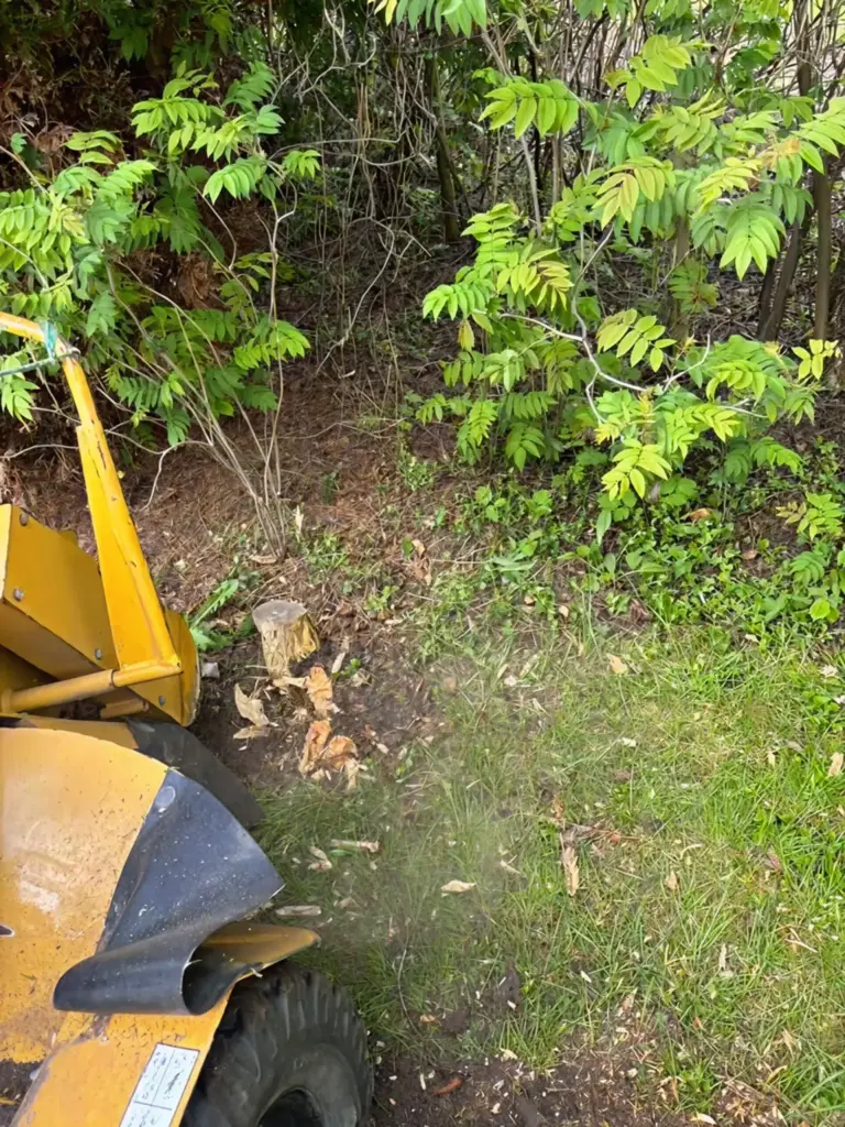 Rodfræsning projekt for kunde i Dronningmølle, hvor rødder og bevoksning fjernes tæt på græsplæne og hæk med professionel rodfræser for at klargøre området til ny beplantning eller græs.